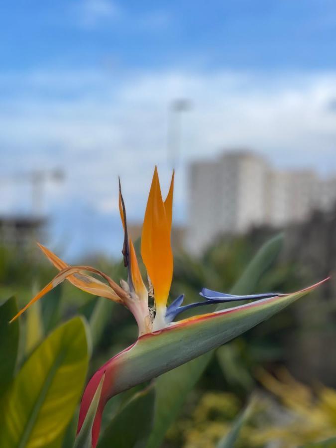 Traveler'S Beach Apartment With Sea View, Free Coffee & Parking ベニドルム エクステリア 写真